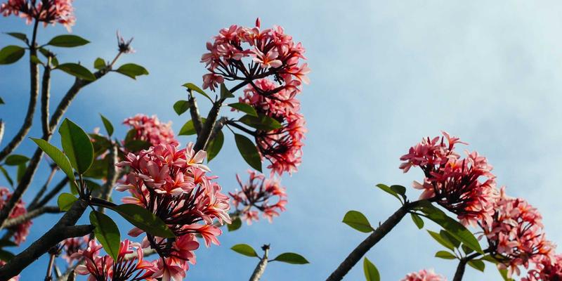 从物理到逻辑：网络虚拟化在数据中心建设的核心实施策略与实战指南