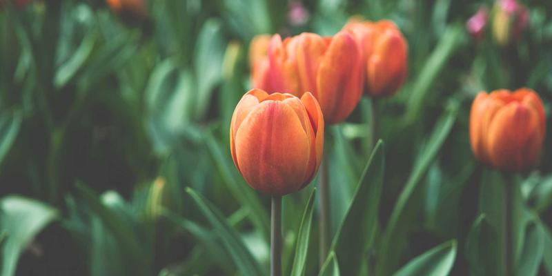 告别手动配置:网络自动化与DevNetOps实战指南,打造高效CI/CD管道